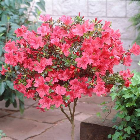 azalee flechte|How to Plant and Grow Azalea with J. Parkers